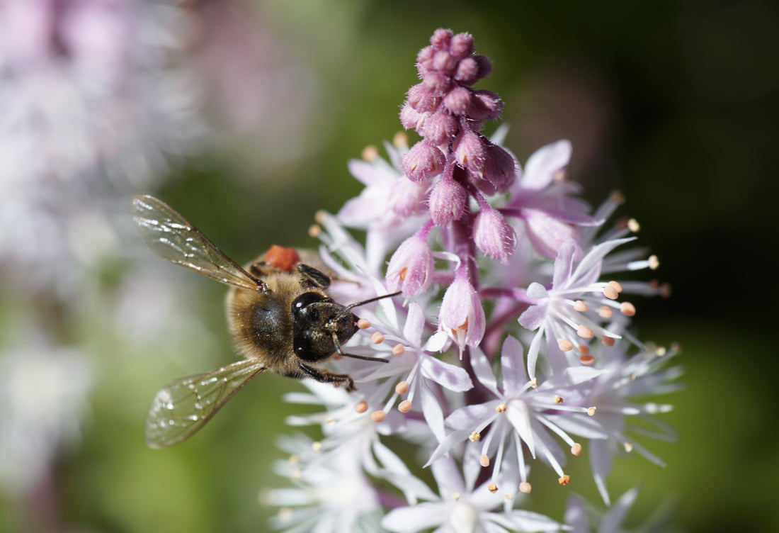 El Poder de las Abejas: Cómo la Polinización Sustenta la Vida y los Riesgos que Enfrenta